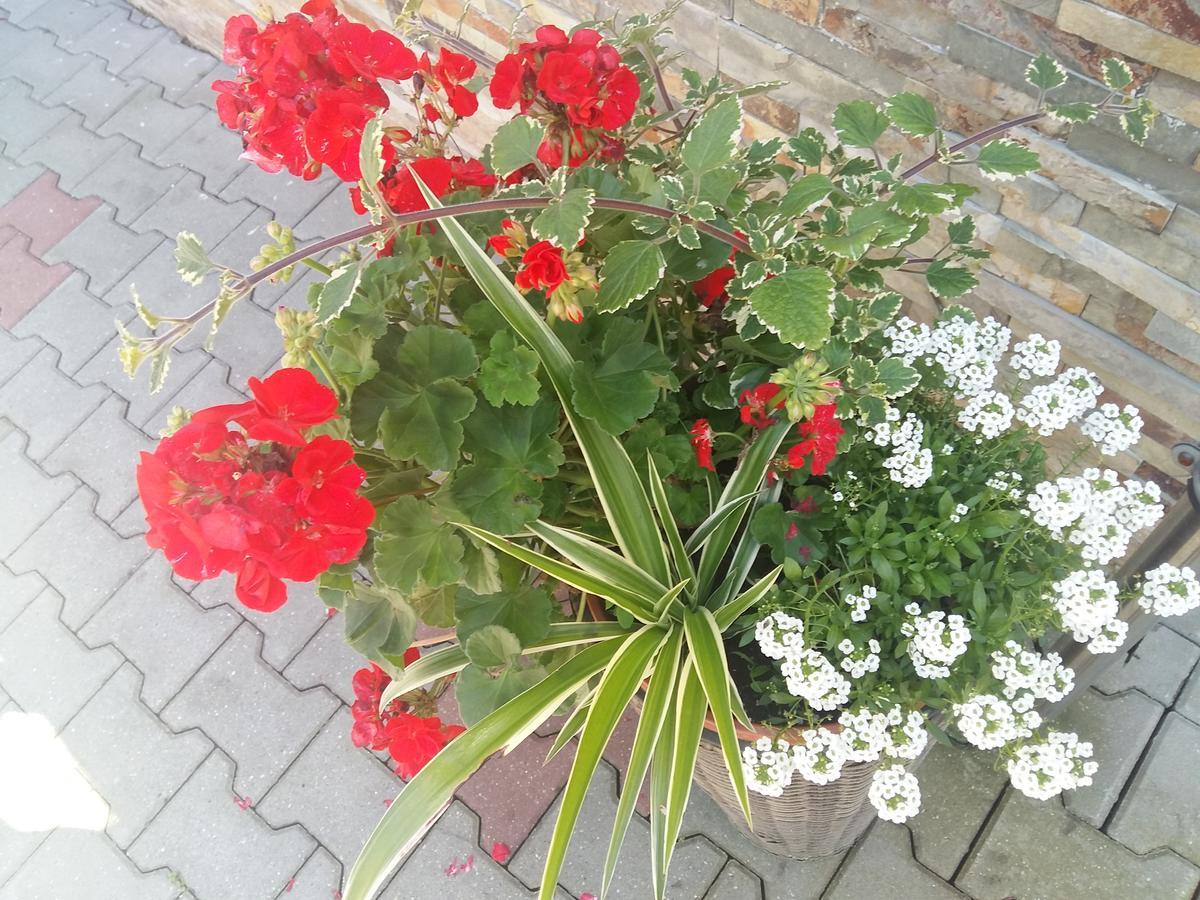 Domek 87 Krynica-Zdrój Exteriör bild
